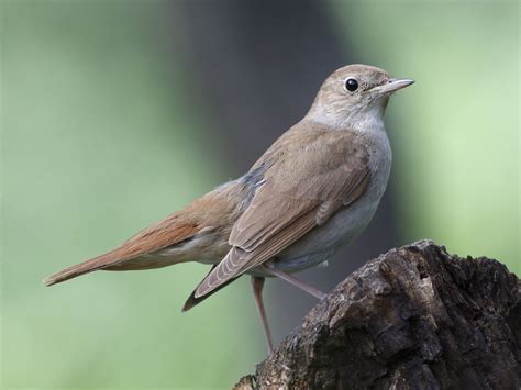 鳥死|サヨナキドリ